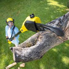 Trusted Waverly, VA Tree Removal and Landscaping Services Experts